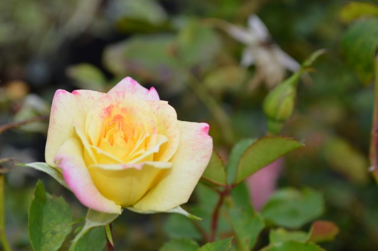 Yellow rose with pink specks