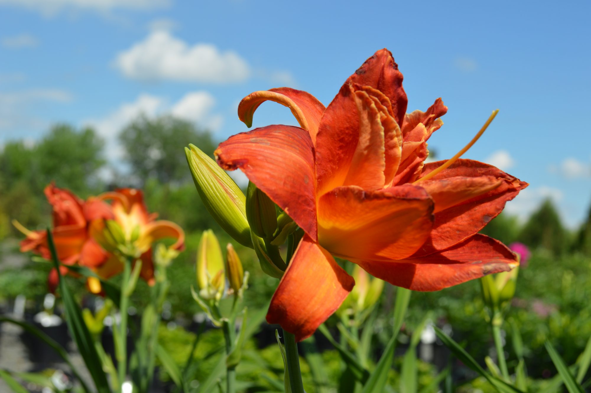 Home Applewood Nursery Landscape Supply