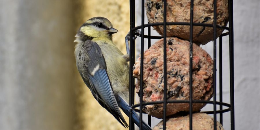 Applewood Nursery & Landscaping - DIY Birdseed