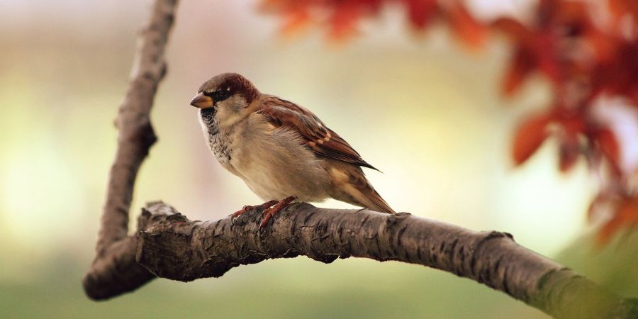 Applewood Nursery & Landscaping - Birdseed Storage