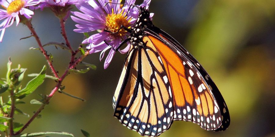 applewood nursery & landscaping - butterfly garden