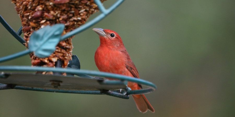 Applewood Nursery & Landscape Supply has all of your bird seed and bird feeder needs!