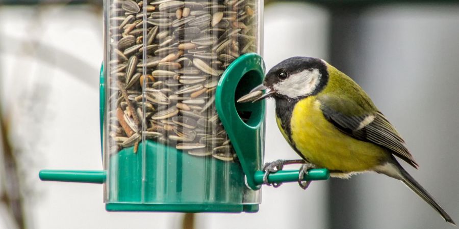 bird seed and bird feeder