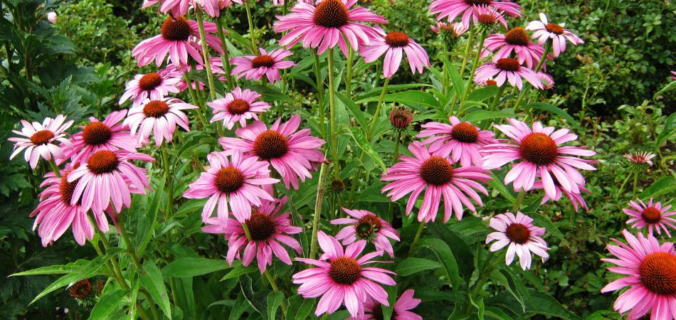 coneflower
