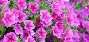 Growing Petunias: A Guide to Beautiful Blooms - Applewood Nursery ...