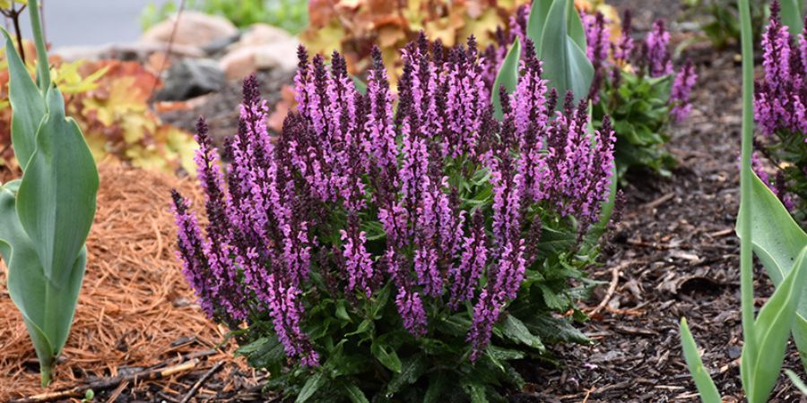 bumbleberry sage