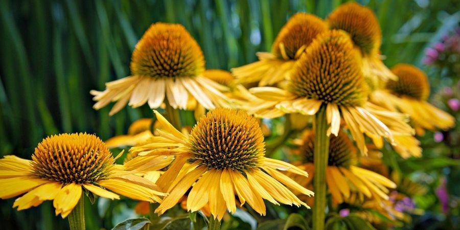 coneflower