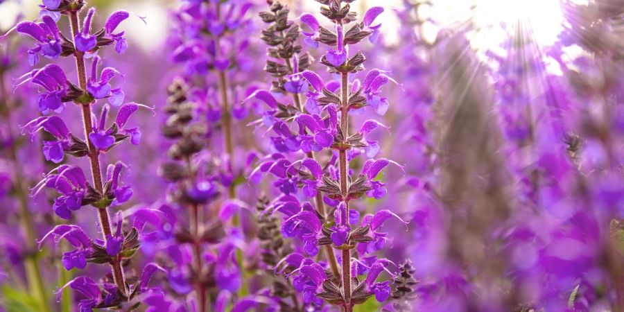 salvia`