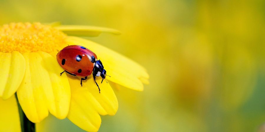 ladybug