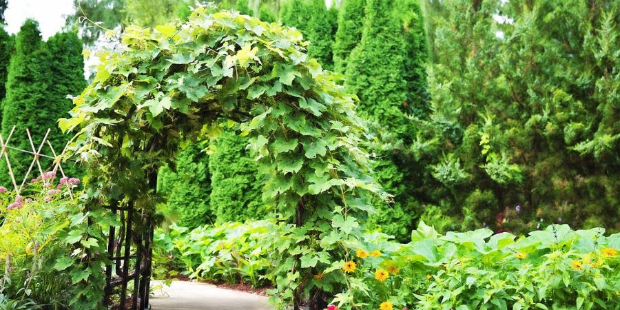 trellis
