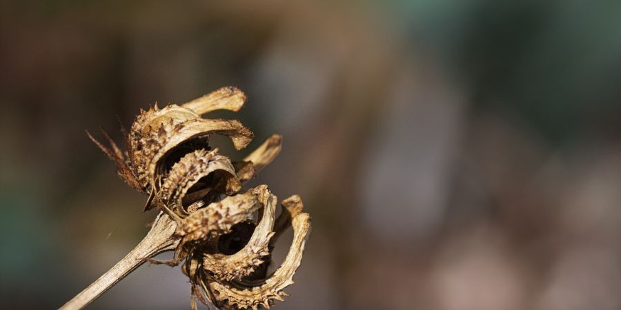 seeds