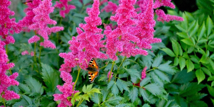 astilbe