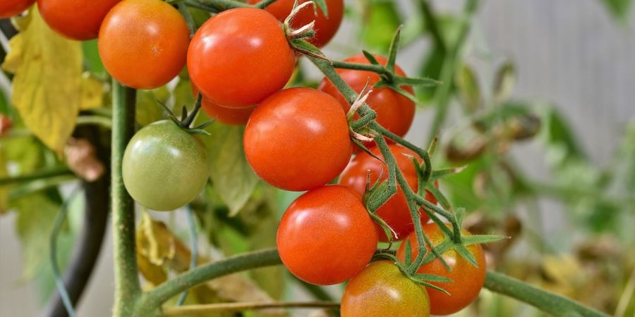 tomato