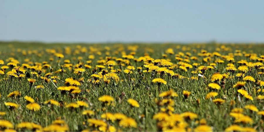 dandelion