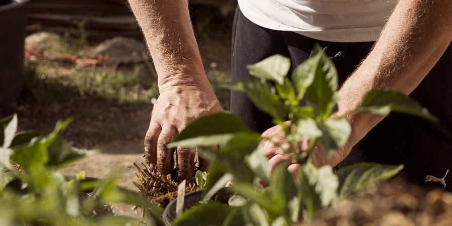 planting