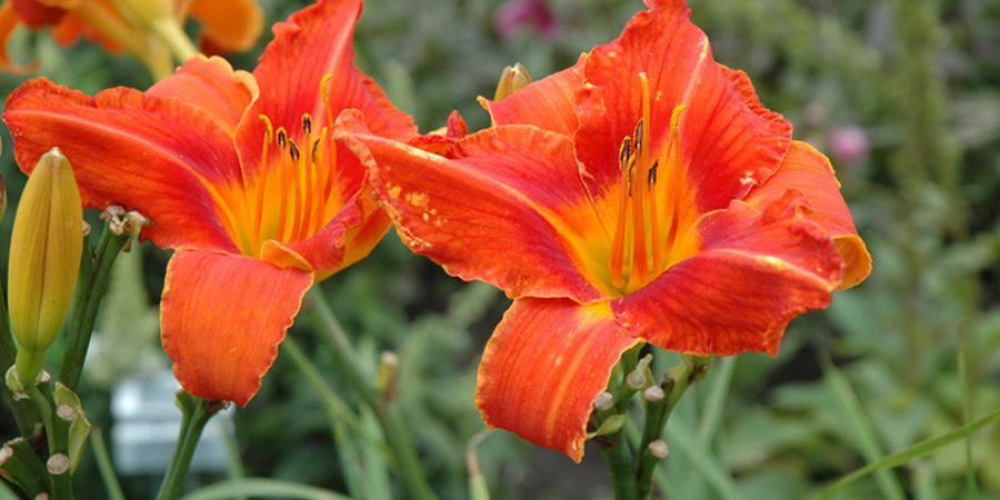 lilies