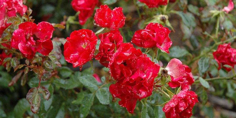 roses