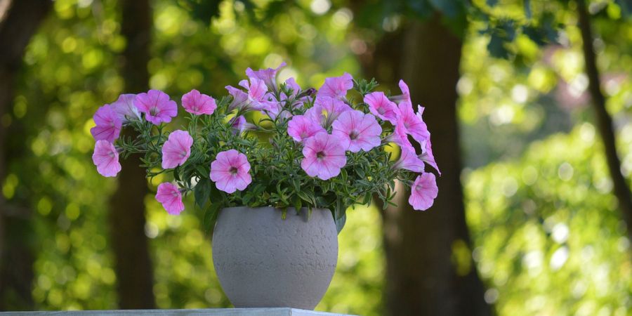 petunia