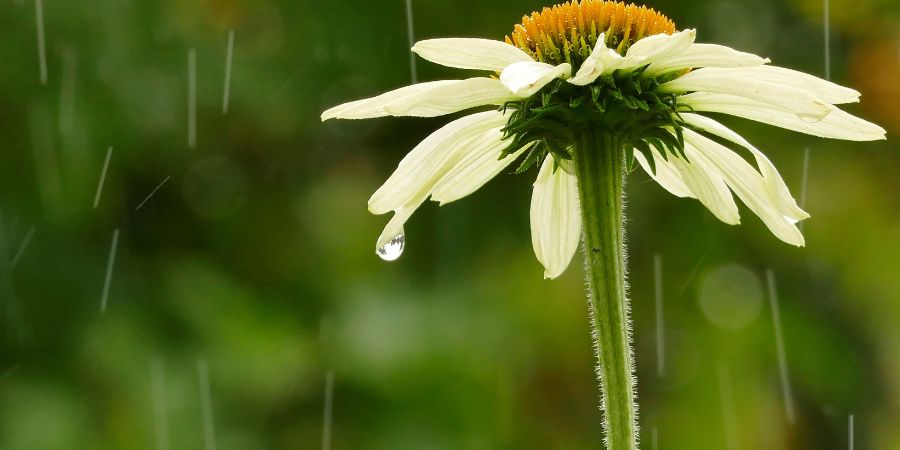 rain flower
