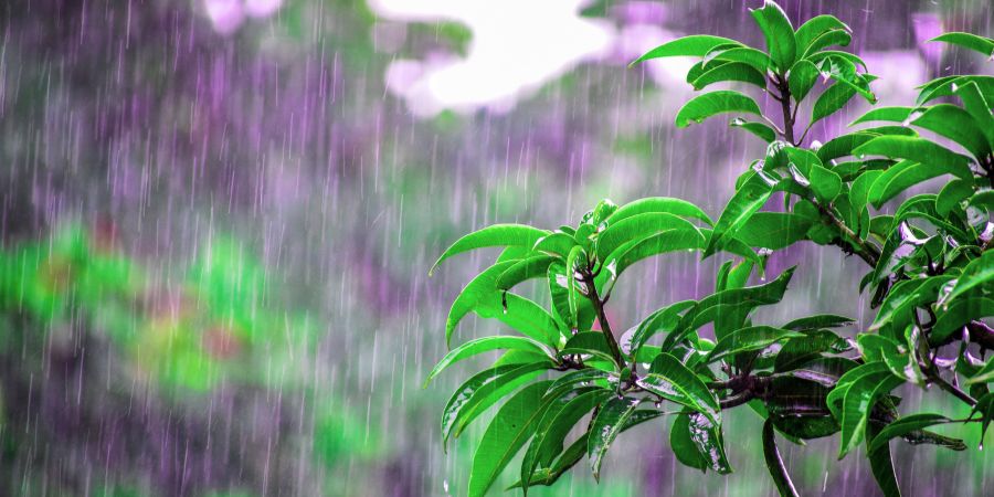 rain