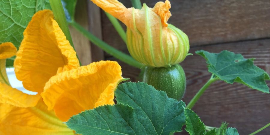 squash vine
