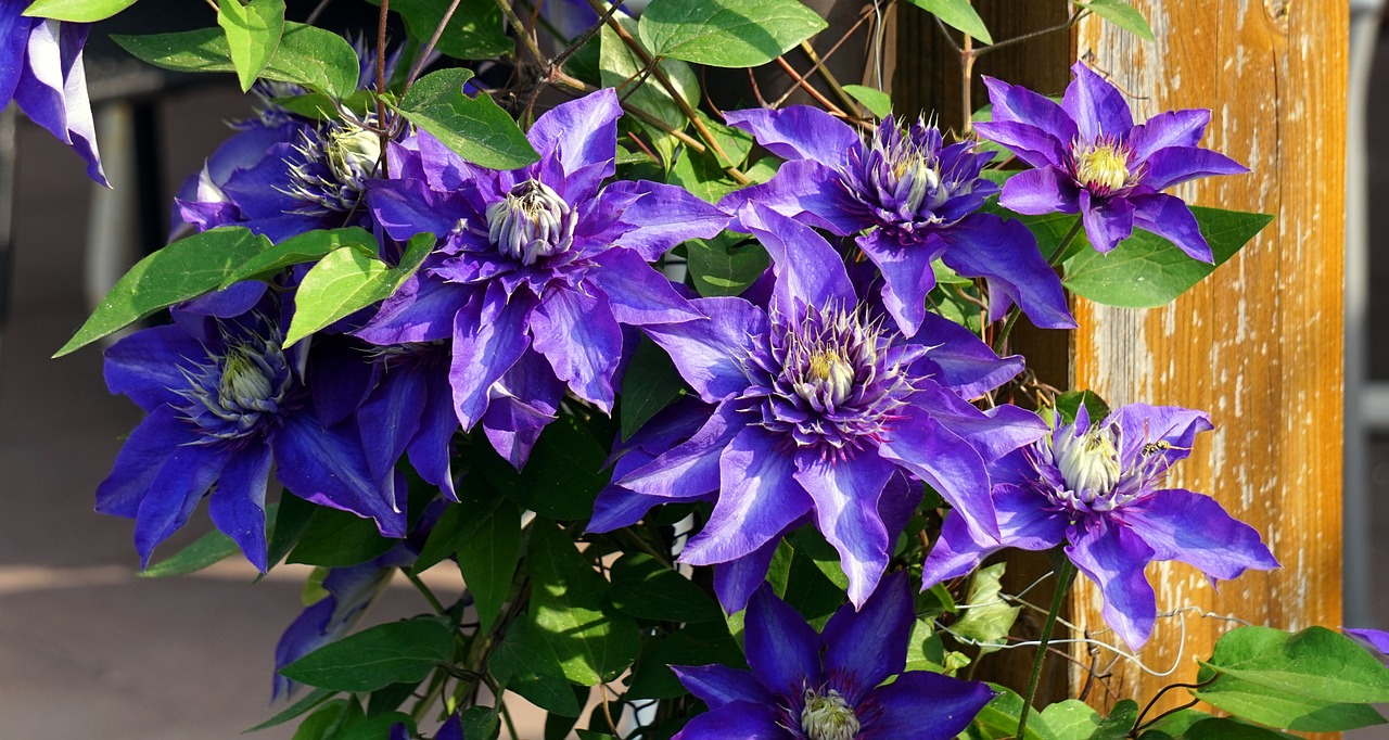 clematis