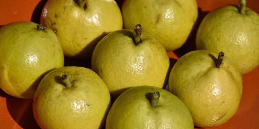 pear tree